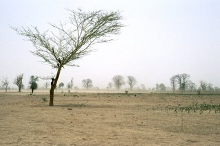 Buschgelände mit Baobab und Dornakazien