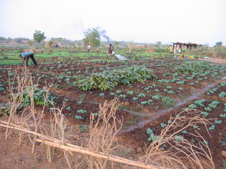 Gemüsegarten am Senegal