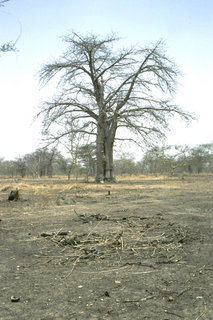 Baobap-Bäume in der Nähe von Bambéla