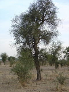 Dreidorn-Akazie, eine der häufigsten Baumarten im Sahel
